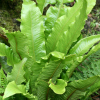 Asplenium solopendrium - Harts Tongue Fern - abriachan nurseries